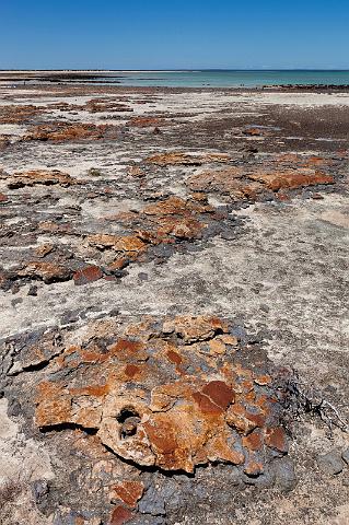 048 Shark Bay, hamelin pool, stromatolites.jpg